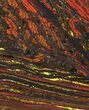Polished Tiger Iron Stromatolite - ( Billion Years) #50739-1